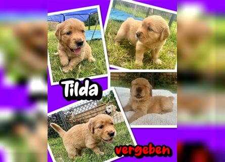 Reinrassige Golden Retriever Welpen dark- und mittelgolden