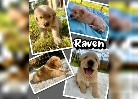 Reinrassige Golden Retriever Welpen dark- und mittelgolden