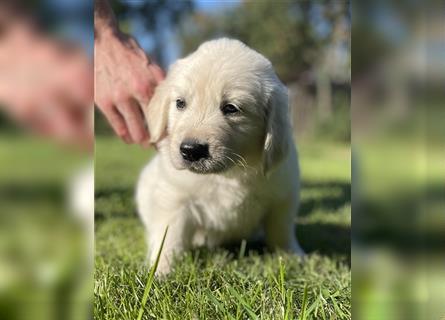 Golden Retriever Welpen aktuell 2R bald Abgabe bereit neue Fotos