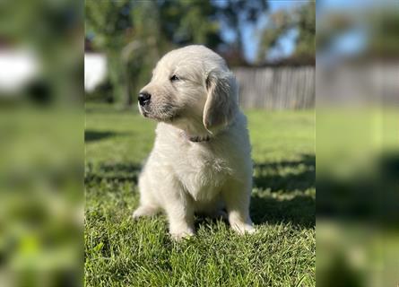 Golden Retriever Welpen aktuell 2R bald Abgabe bereit neue Fotos