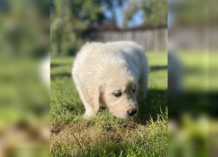 Golden Retriever Welpen aktuell 2R bald Abgabe bereit neue Fotos