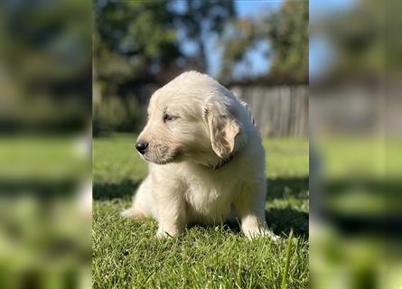 Golden Retriever Welpen aktuell 2R bald Abgabe bereit neue Fotos