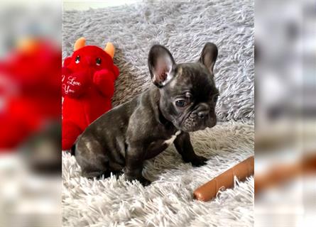 Französische Bulldoggen-Welpen suchen ein liebevolles Zuhause!