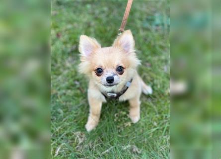 Sehr kleiner PomChi-Welpen-Rüde