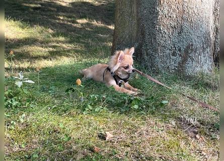 Sehr kleiner PomChi-Welpen-Rüde