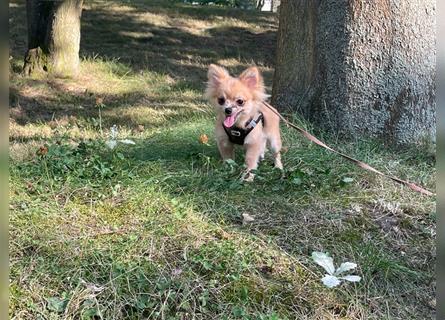 Sehr kleiner PomChi-Welpen-Rüde