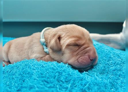 Labradorwelpen mit Ahnentafel honigfarben gelb