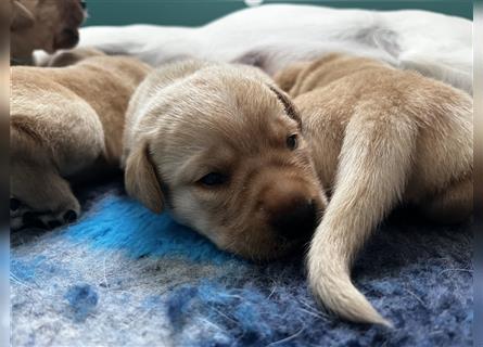 Labradorwelpen mit Ahnentafel honigfarben gelb