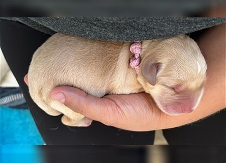 Labradorwelpen mit Ahnentafel honigfarben gelb