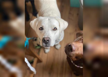 Labradorwelpen Wurfankündigung August 24 mit Ahnentafel weiß- foxred