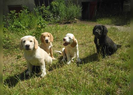 Junghunde Beagle/Border Collie /Australien Shepherd/Labrador