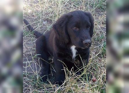 Junghunde Beagle/Border Collie /Australien Shepherd/Labrador