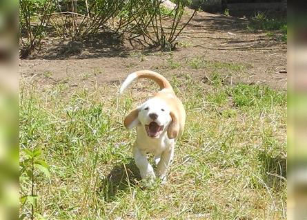 Junghunde Beagle/Border Collie /Australien Shepherd/Labrador