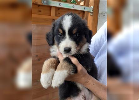 Berner Sennen X Australian Shepherd Welpen