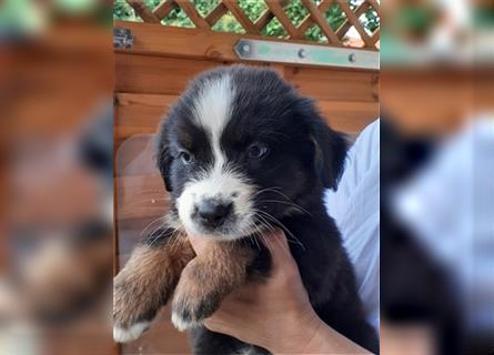 Berner Sennen X Australian Shepherd Welpen