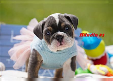 Wunderschöne & Freiatmende Englische Bulldogge Babys