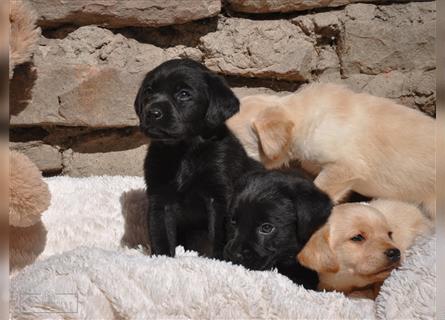 Süße Labradorwelpen suchen ein Zuhause!