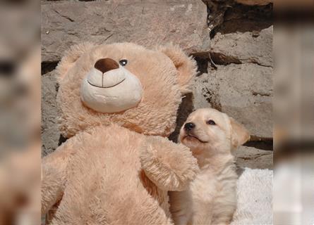 Süße Labradorwelpen suchen ein Zuhause!