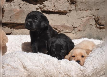 Süße Labradorwelpen suchen ein Zuhause!