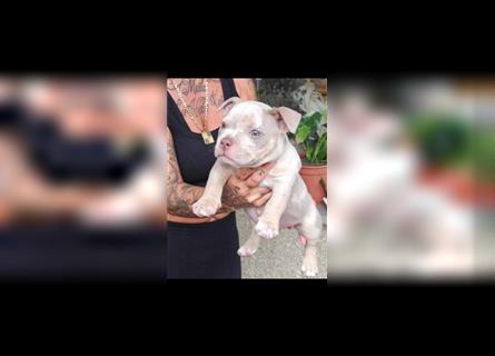 American bully