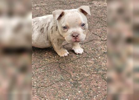 American bully