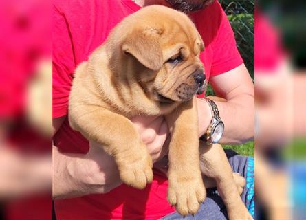 American Bully , Chowchow Welpen Mix