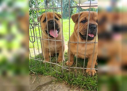 American Bully , Chowchow Welpen Mix