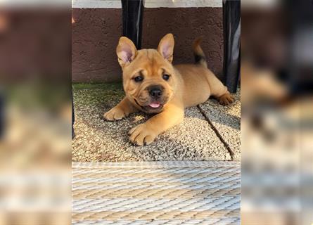 American Bully , Chowchow Welpen Mix