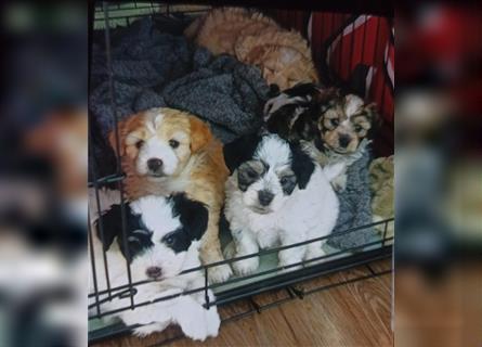 Welpen Malteser Rasse mit Foxterrier Rasse