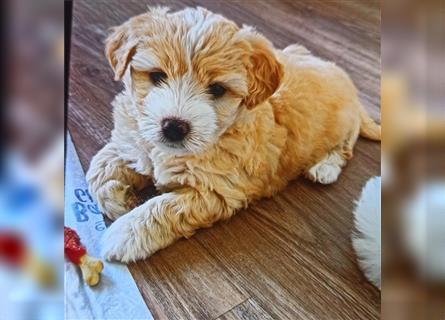 Welpen Malteser Rasse mit Foxterrier Rasse