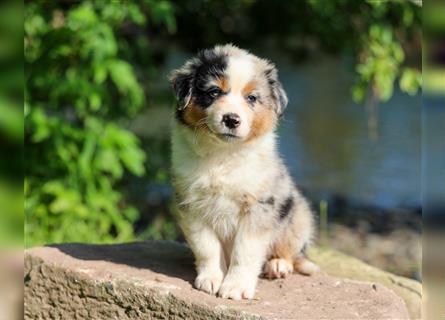 Mini American Shepherd (Showlinie) Mini Aussies