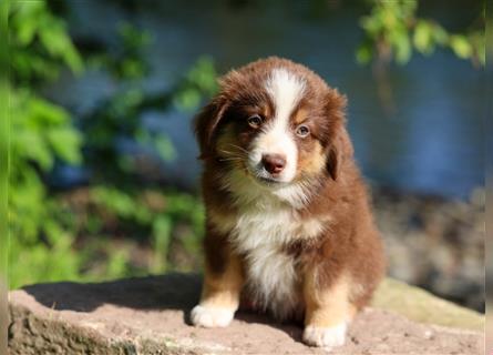 Mini American Shepherd (Showlinie) Mini Aussies