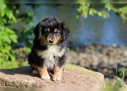 Mini American Shepherd (Showlinie) Mini Aussies