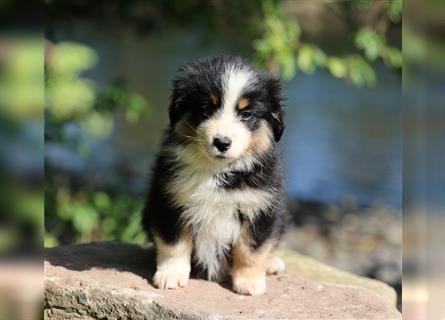 Mini American Shepherd (Showlinie) Mini Aussies