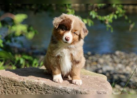 Mini American Shepherd (Showlinie) Mini Aussies