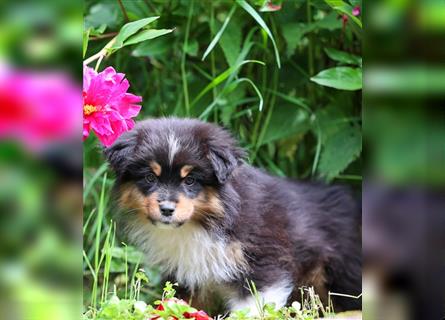 Mini American Shepherd (Showlinie) Mini Aussies