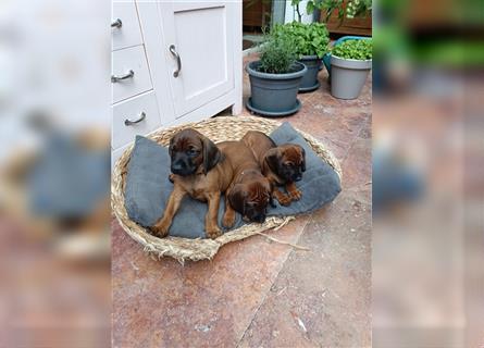 Bayrische Gebirgsschweißhund Welpen