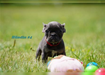 Super süße freiatmende Französische Bulldogge Welpen