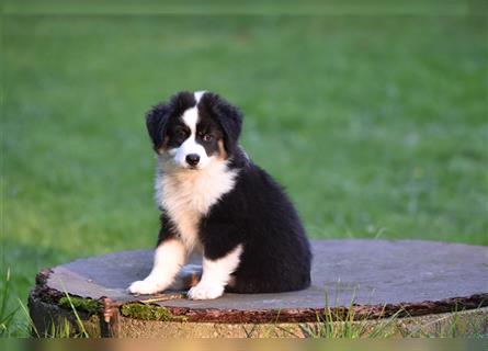 Miniature American Shepherd Welpen - Hündin zu vergeben