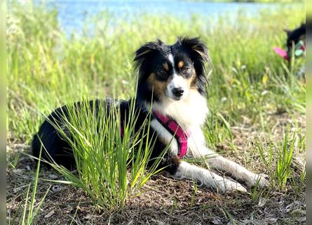 Miniature American Shepherd Welpen - Hündin zu vergeben