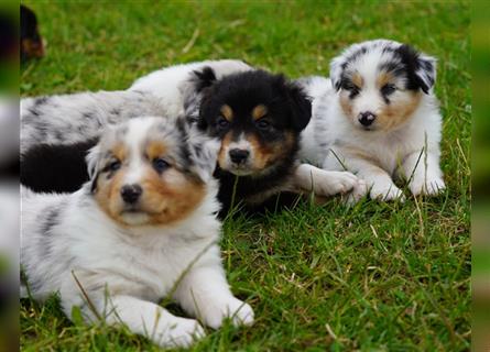 Australian Shepherd Welpen suchen Zuhause