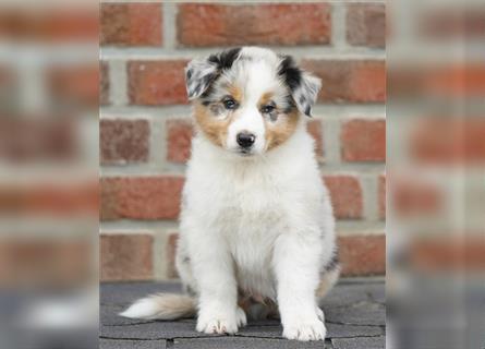 Australian Shepherd Welpen suchen Zuhause