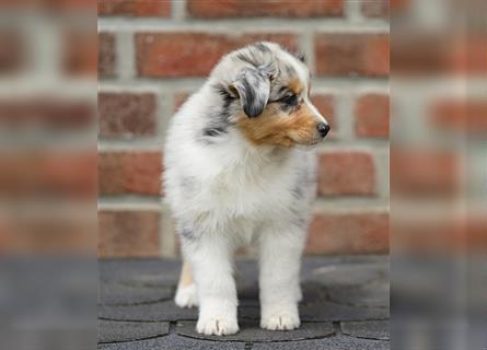 Australian Shepherd Welpen suchen Zuhause