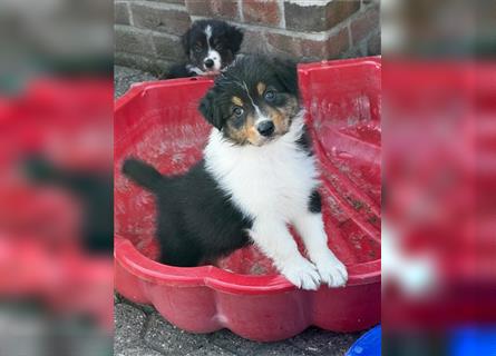 Australian Shepherd Welpen suchen Zuhause