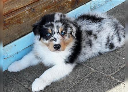 Australian Shepherd Welpen suchen Zuhause