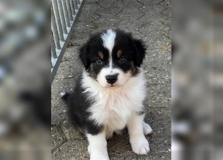 Australian Shepherd Welpen suchen Zuhause