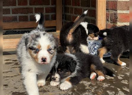 Australian Shepherd Welpen suchen Zuhause