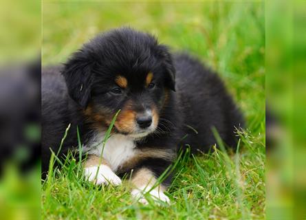 Australian Shepherd Welpen suchen Zuhause