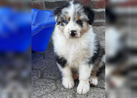 Australian Shepherd Welpen suchen Zuhause