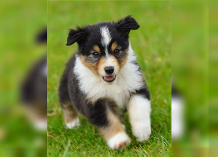 Australian Shepherd Welpen suchen Zuhause